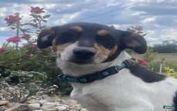 Rat Terrier dogs for sale: Bella - Image 6