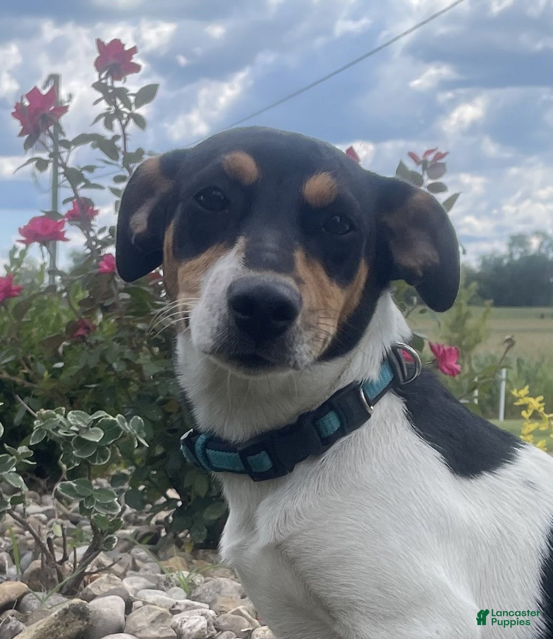 Rat Terrier dogs for sale: Bella - Image 6