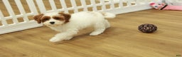 Cavapoo dogs for sale: Mia - Ad 5