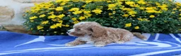 Pomeranian dogs for sale: Keeton - Ad 4