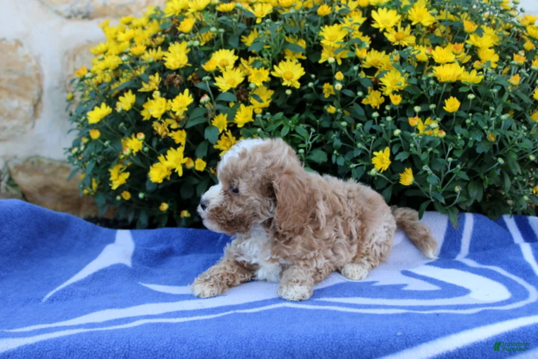 Pomeranian dogs for sale: Keeton - Ad 4