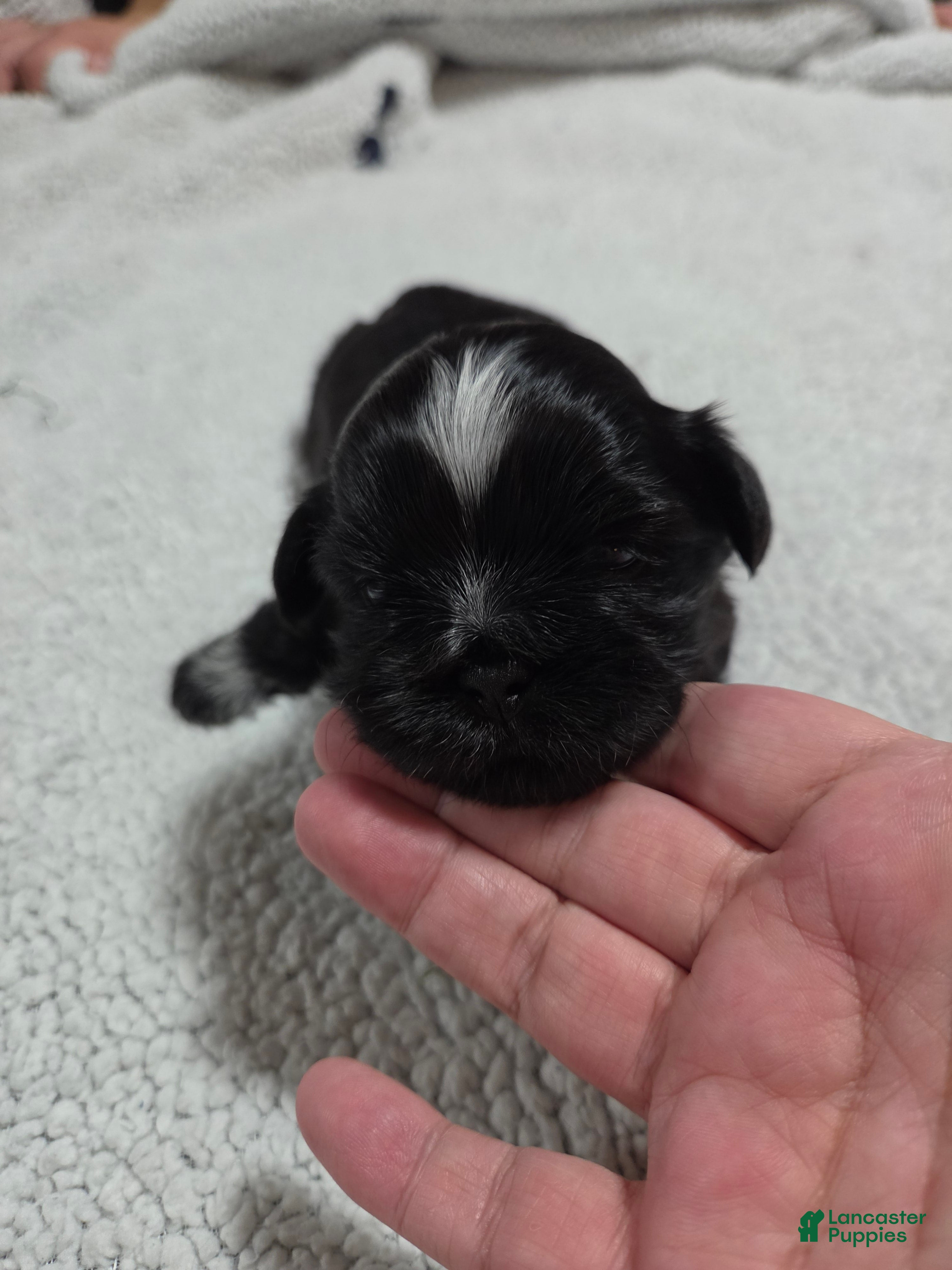 Shih Tzu dogs Spike - Ad 21