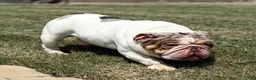 English Bulldog dogs for sale: Waffles - Ad 7