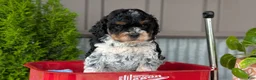 Cockapoo dogs for sale: Bandit - Ad 11