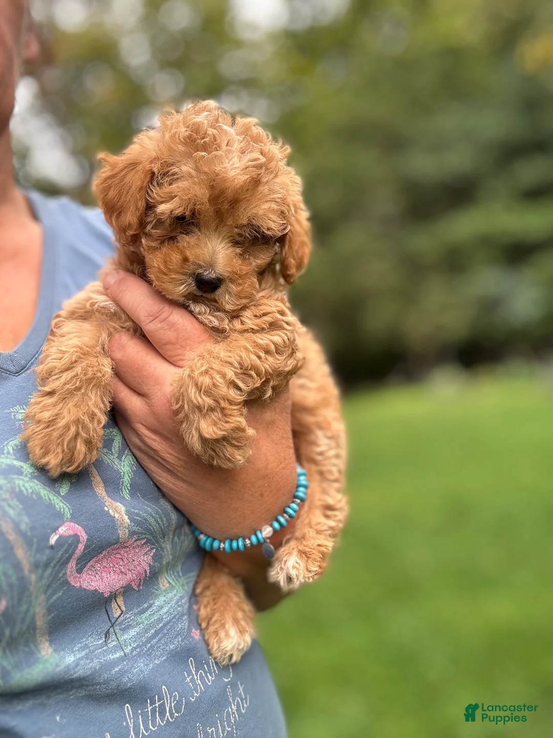 Mini Goldendoodle dogs for sale: Princess - Ad 2