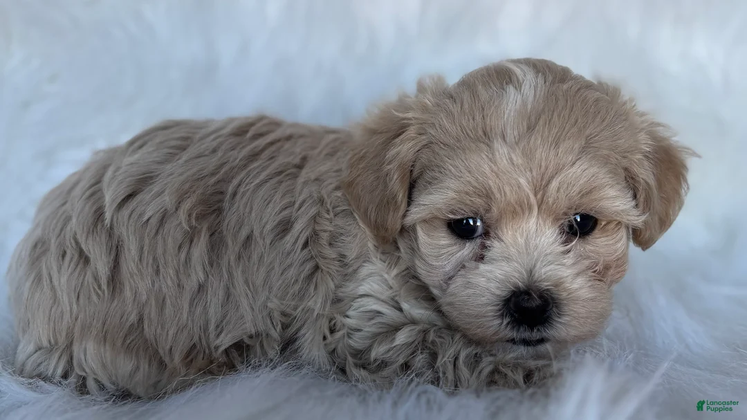 Maltipoo dogs for sale: Lexi - Ad 2