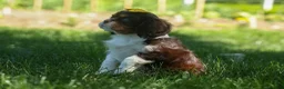 Cavalier King Charles Spaniel dogs for sale:  Arthur 🐶 - Ad 18