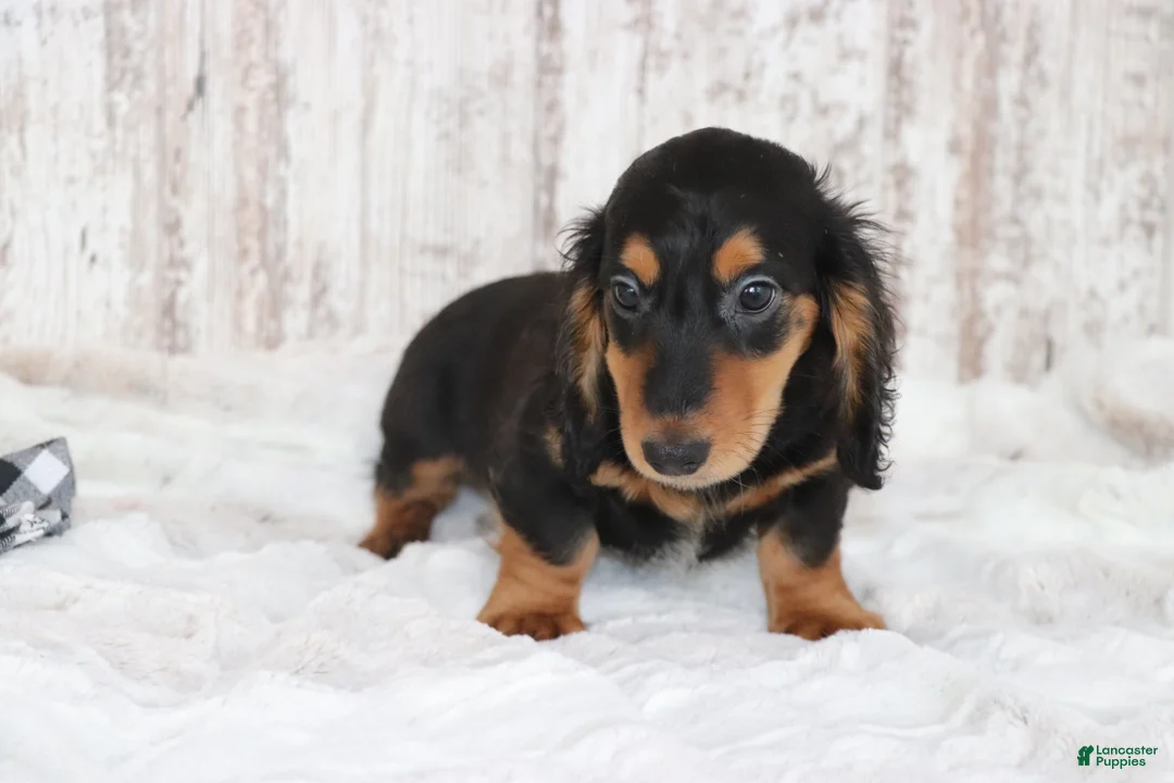 Dachshund dogs for sale: Richie  - Ad 2