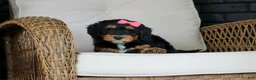 Mini Bernedoodle dogs for sale: Nala - Ad 8