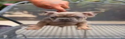 French Bulldog dogs for sale: Tyrone - Ad 3