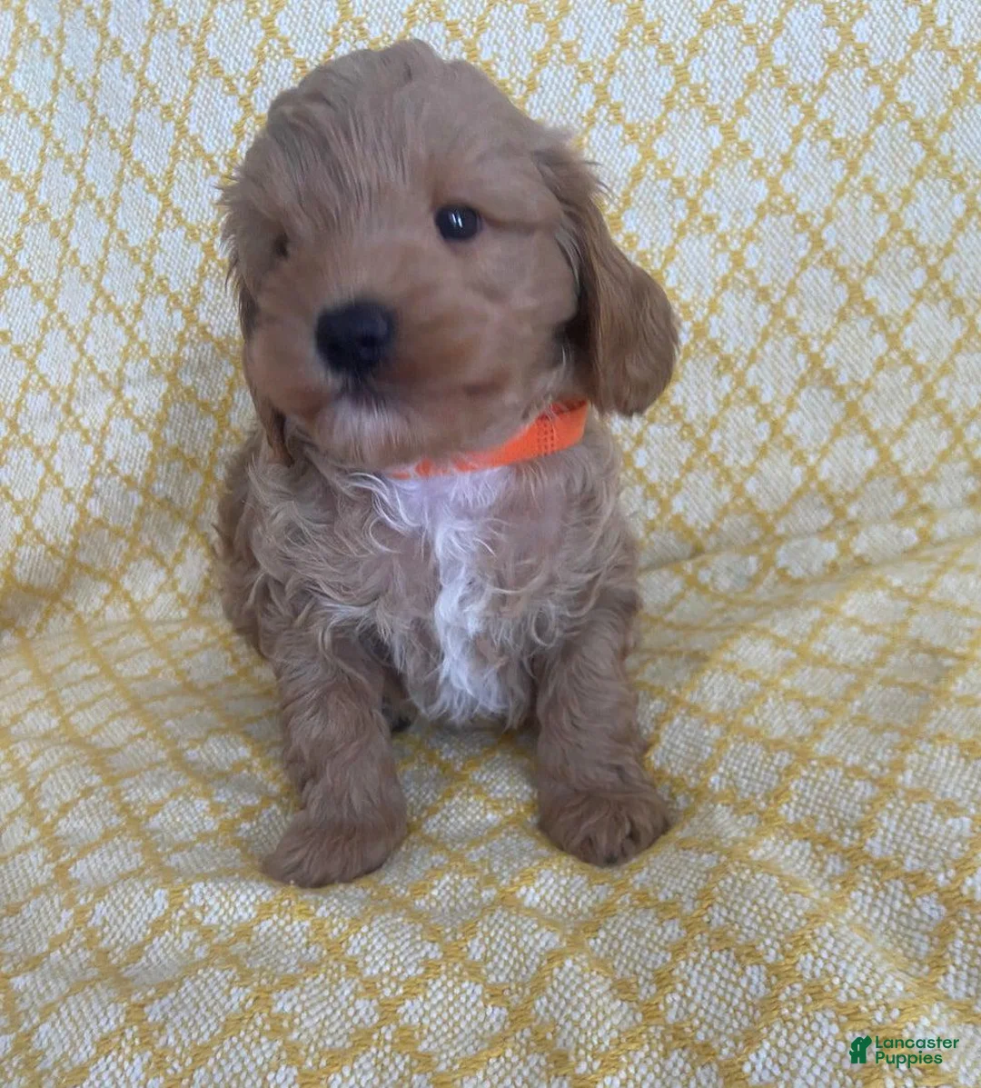 Maltipoo dogs for sale: Mike - Ad 11