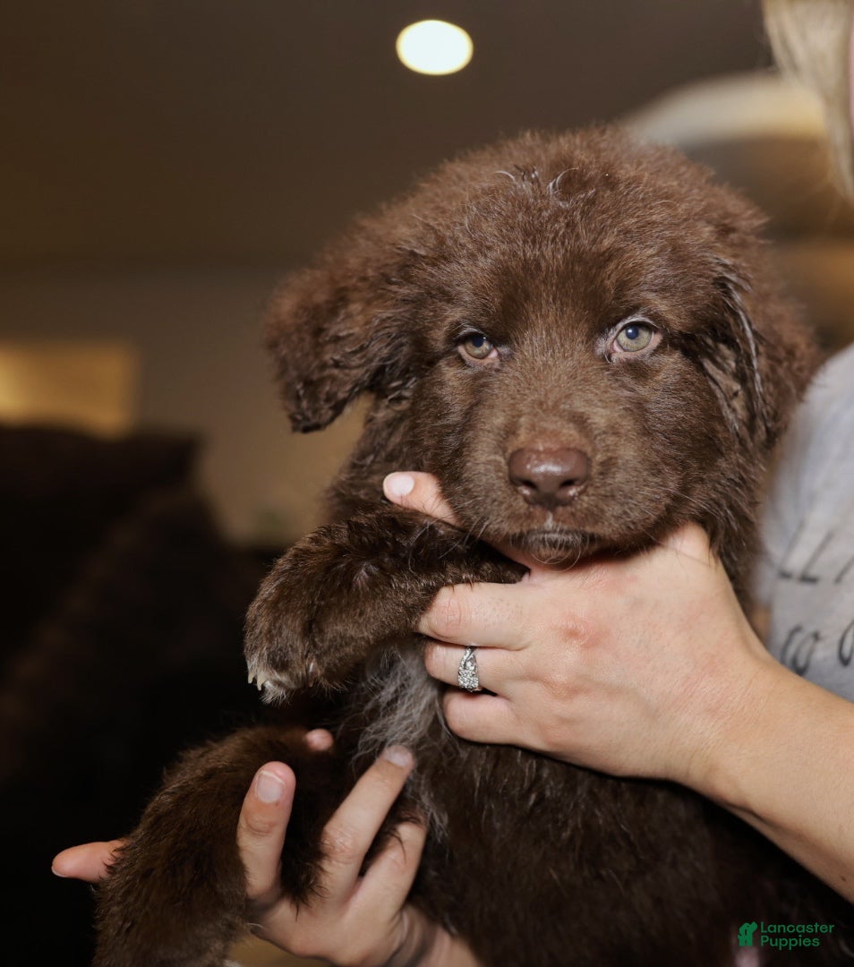 German Shepherd dogs Dandelion - Solid Liver Male  - Ad 1
