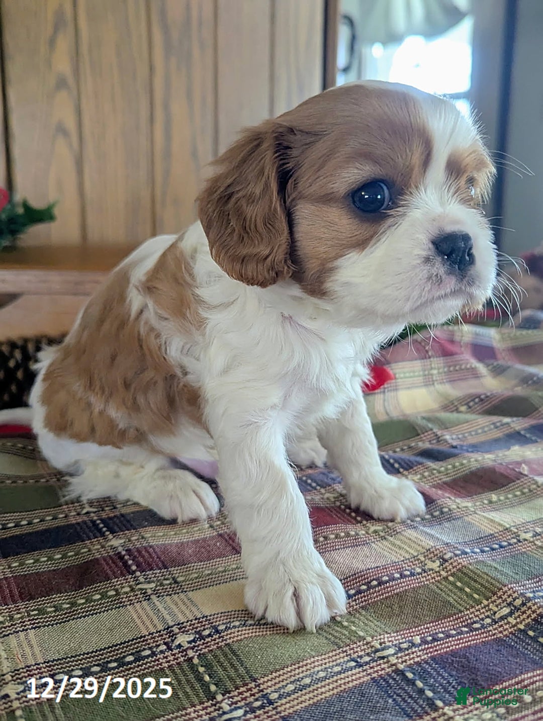 Cavalier King Charles Spaniel dogs for sale: Toby - Ad 3