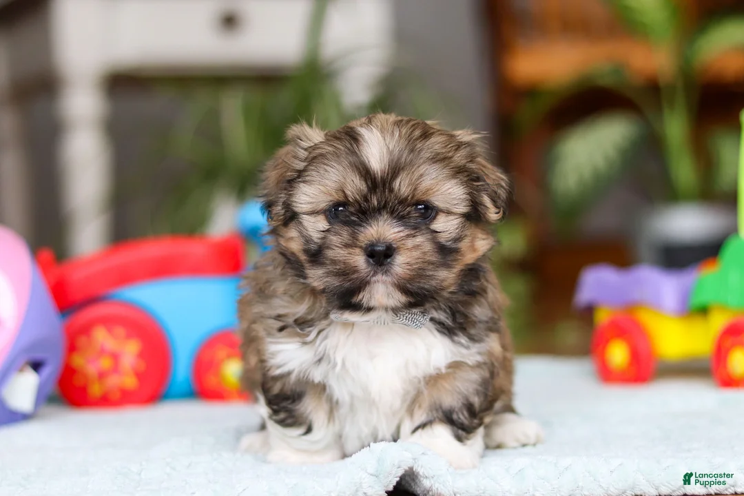 Shih Tzu dogs for sale: Carlson - Ad 4