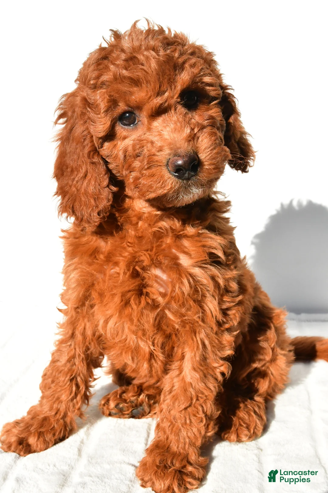 Mini Goldendoodle dogs for sale: Sienna - Ad 2