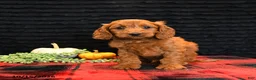 Cavapoo dogs for sale: Ollie - Ad 5