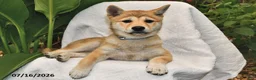 Shiba Inu dogs for sale: Starlight - Ad 5