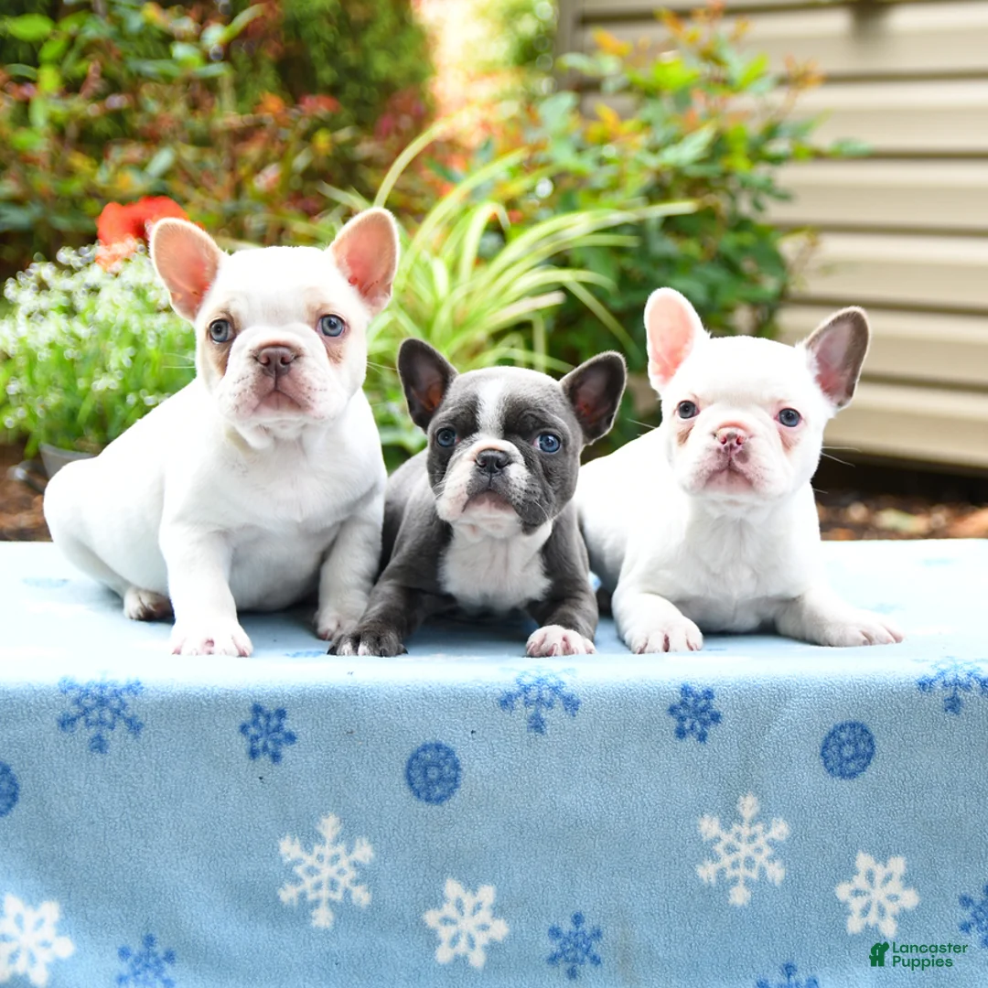 Frenchton dogs for sale: Jackson - Ad 3