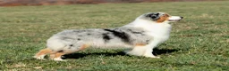 Australian Shepherd dogs for sale: “Riggs” Red Tri Male  - Ad 5