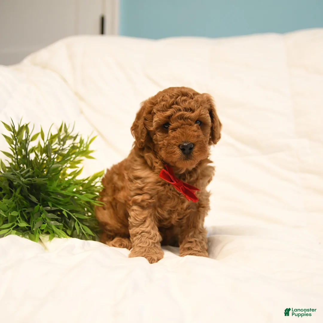 Toy Poodle dogs for sale: Leo - Ad 3