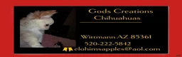 Chihuahua dogs for sale: Lisa Marie LC Apple Head  Videos  - Ad 13