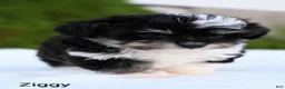 Miniature Australian Shepherd dogs for sale: Ziggy - Ad 3