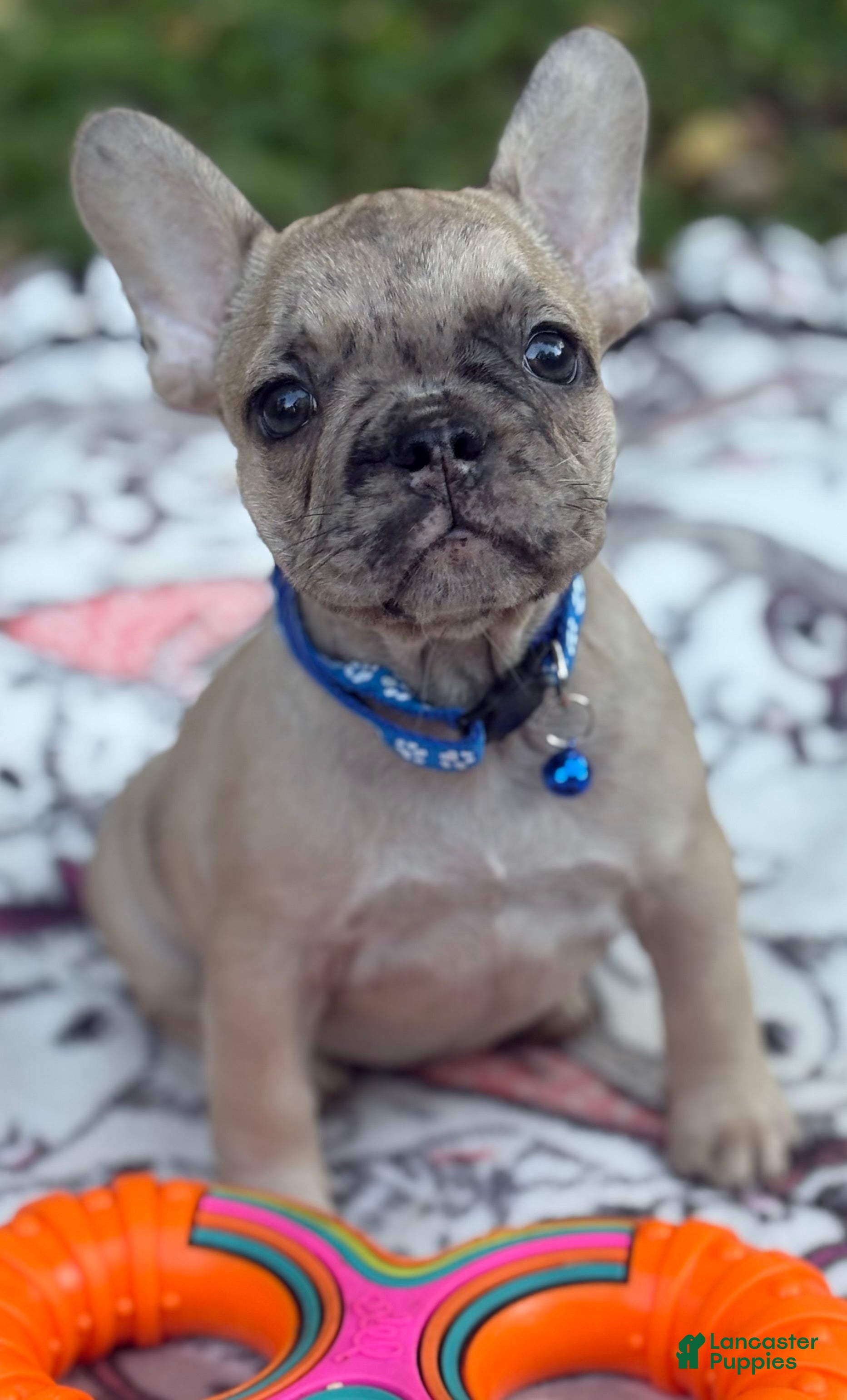 French Bulldog dogs for sale: GIORGI - Ad 1