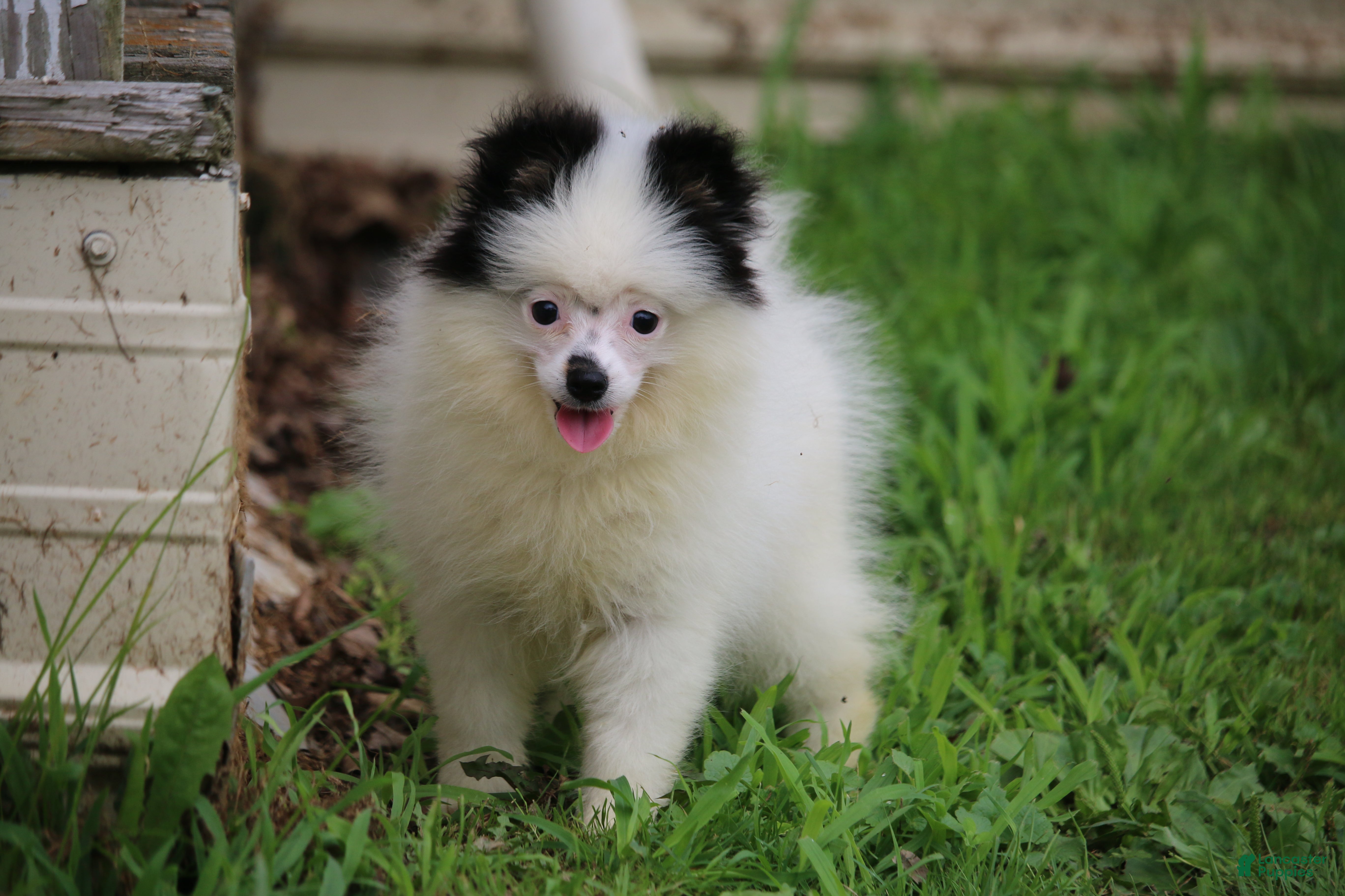Pomsky dogs Tilly  - Ad 2