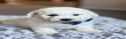 Bichon Frise dogs for sale: Lenny - Ad 4