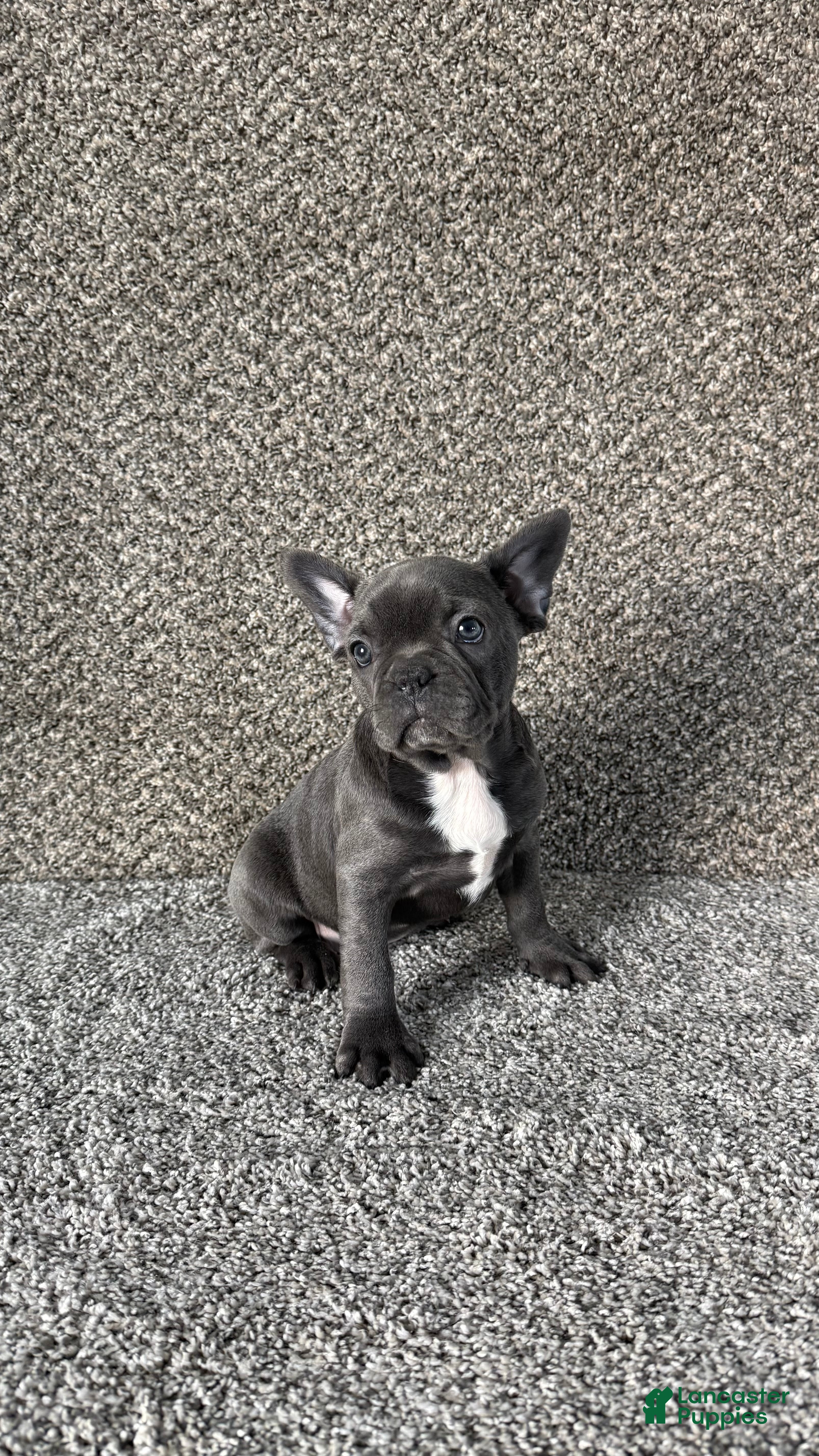 Frenchton dogs Paisley - Ad 39