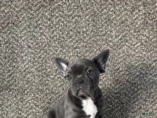 Frenchton dogs Paisley - Ad 34