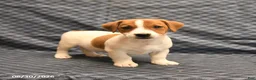 Jack Russell Terrier dogs for sale: Elmer - Ad 3