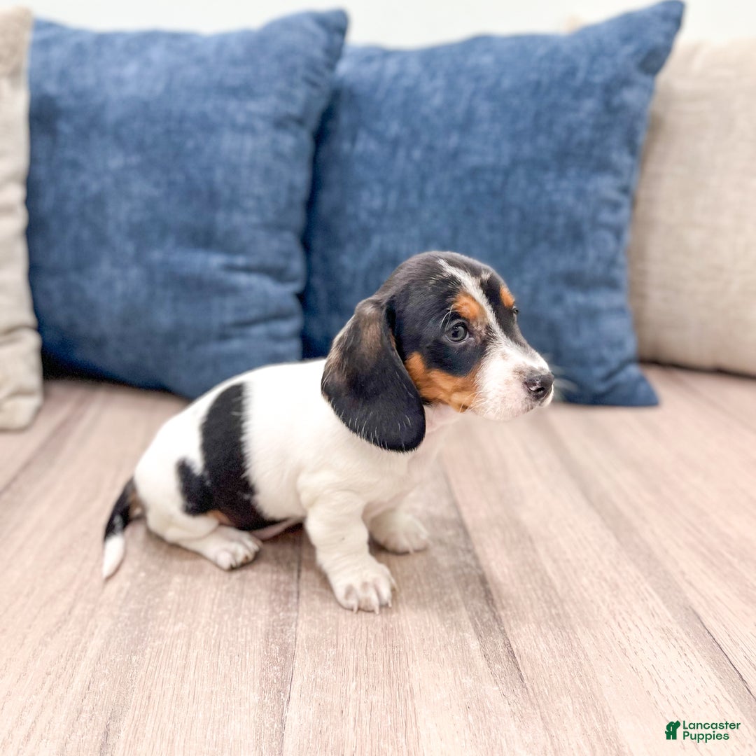 Miniature Dachshund dogs for sale: Betsy - Ad 2