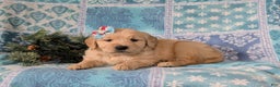 Golden Retriever dogs for sale: Catalina - Ad 5