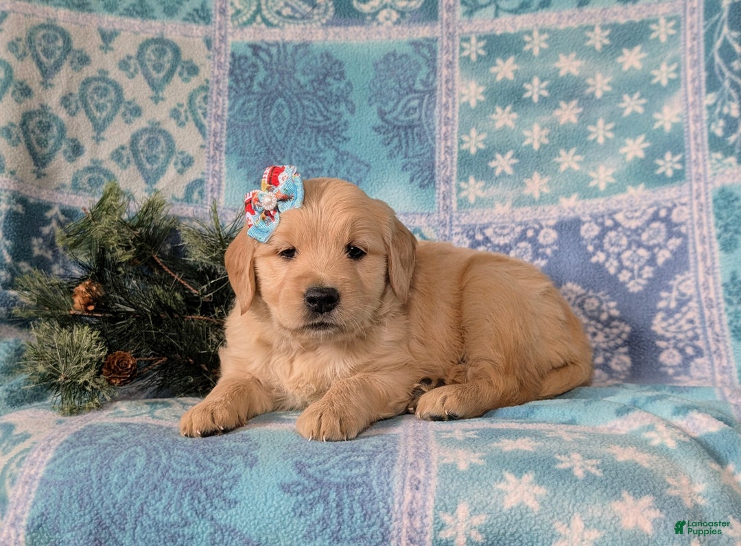 Golden Retriever dogs for sale: Catalina - Ad 5