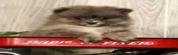 Pomeranian dogs for sale: Levi - Ad 8