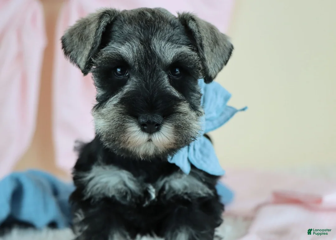 Miniature Schnauzer dogs for sale: Robbie | Miniature Schnauzer  - Ad 1