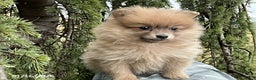 Pomeranian dogs for sale: Macey - Ad 5