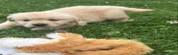 Golden Retriever dogs for sale: Golden Retriever 4 - Ad 2