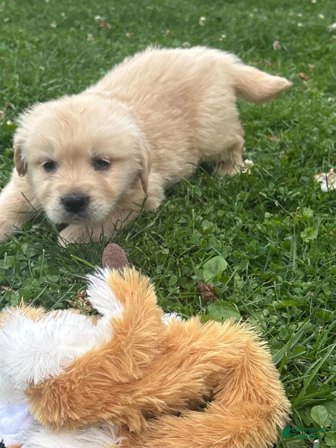 Golden Retriever dogs for sale: Golden Retriever 4 - Ad 2