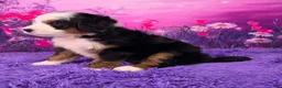 Mini Bernedoodle dogs for sale: Zumi - Ad 3