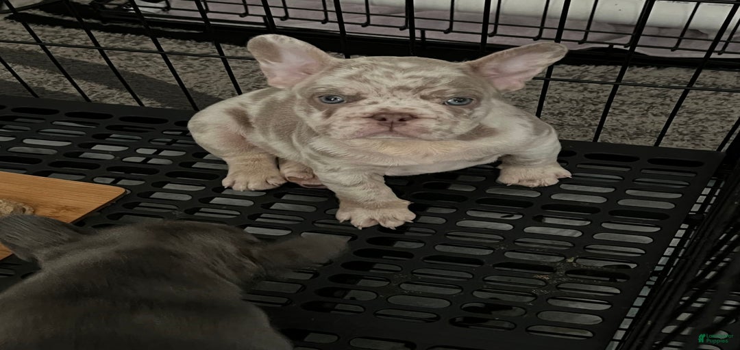 Gallery Image {{count}}