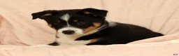 Australian Shepherd dogs for sale: Zeke - Ad 5