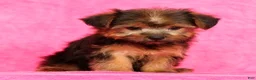 Yorkshire Terrier dogs for sale: Mia - Ad 4
