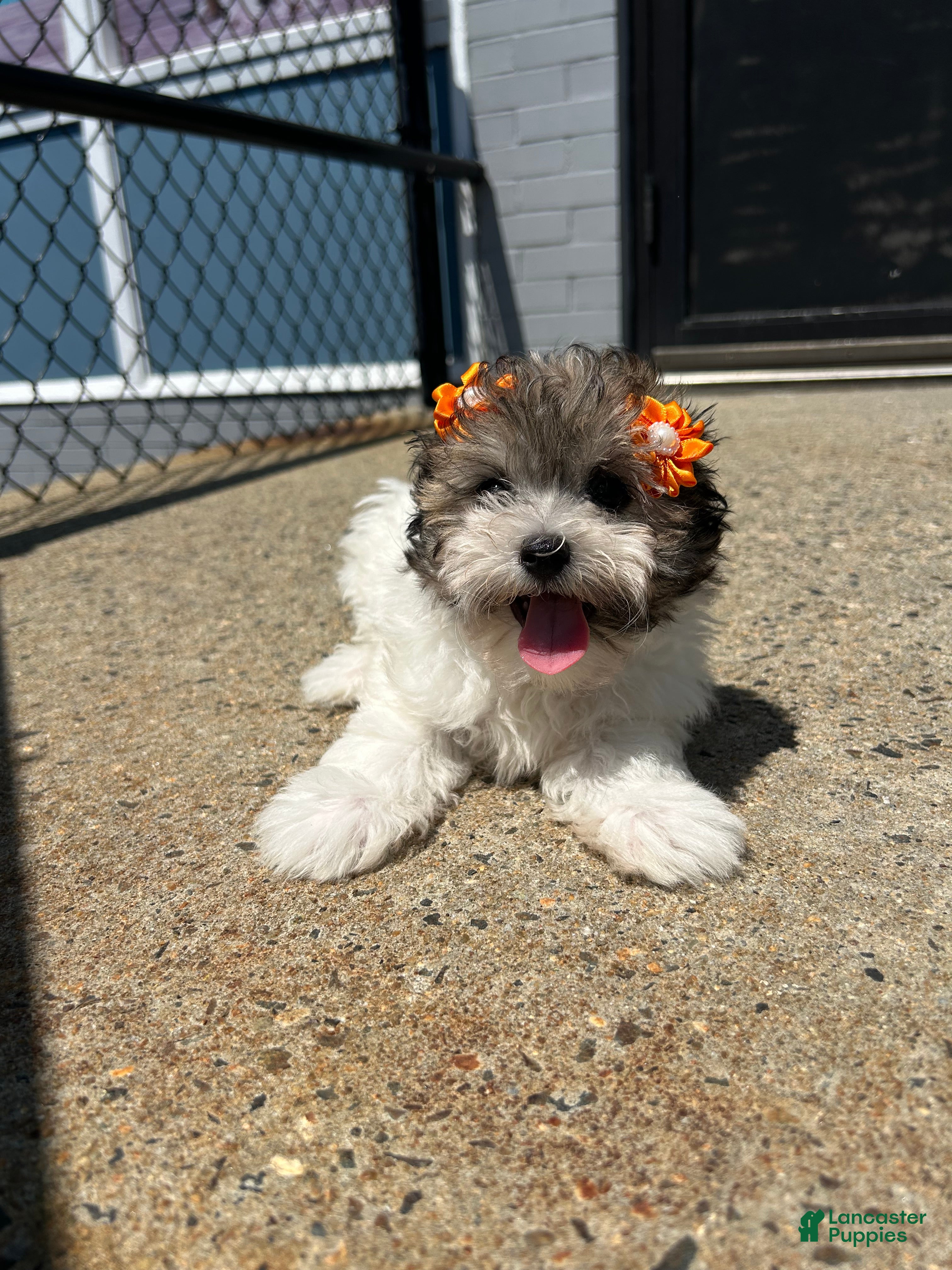 Mixed Breed dogs Mixed Breed 2 - Ad 8