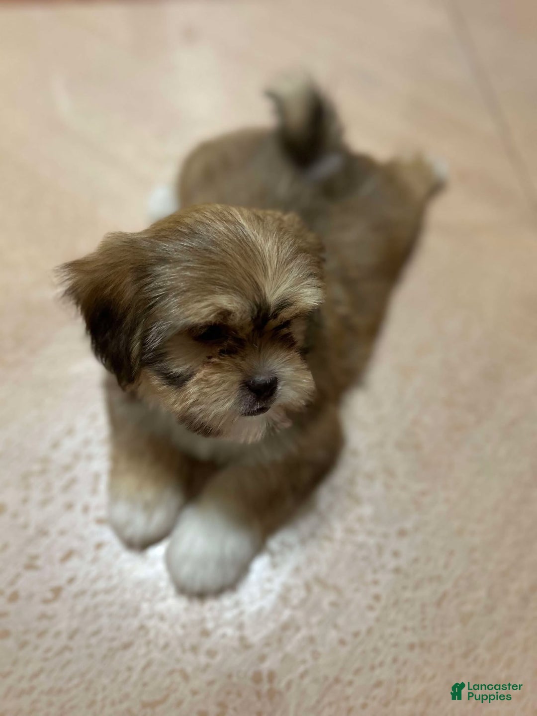 Shih Tzu dogs for sale: Jess - Ad 1