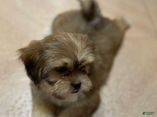 Shih Tzu dogs Jess - Ad 31