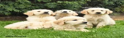 Golden Retriever dogs for sale: Sam - Ad 5