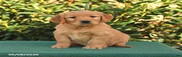Golden Retriever dogs for sale: Natalynn - Ad 3