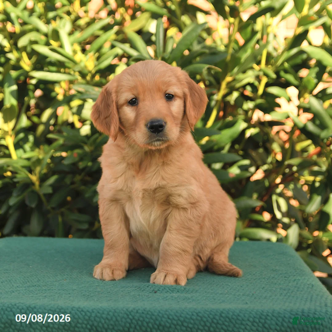 Golden Retriever dogs for sale: Natalynn - Ad 3